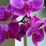Орхидеи в спальне. Вредно ли держать их в комнате. Фото орхидей