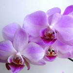 Орхидеи в спальне. Вредно ли держать их в комнате. Фото орхидей