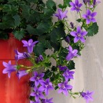 Домашний цветок Кампанула: хитрости ухода. Как продлить цветение