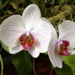 Пересадка орхидеи в домашних условиях. Когда нужно пересаживать