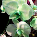 Орхидея фаленопсис: уход в домашних условиях. Чем подкармливать