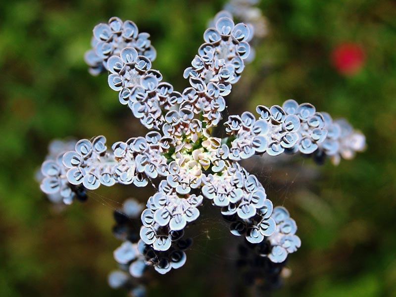Photo Kalanchoe tubiflora / Фото Каланхоэ трубчатоцветковое / Фото Каланхое трубчастоквіткове