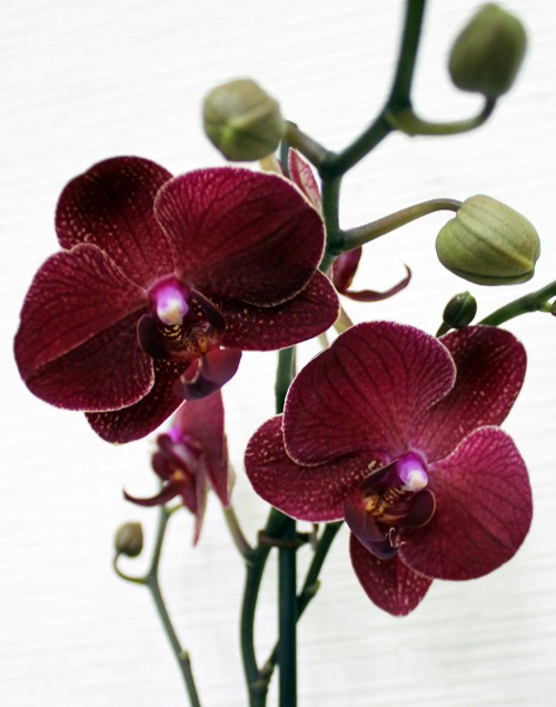Как Пересадить Орхидею Купленную В Магазине Цветущую
