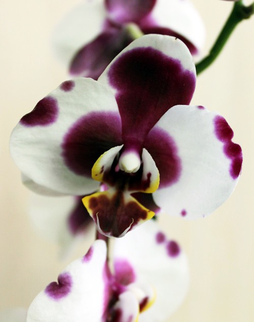 Как Пересаживают Орхидею Фото Пошагово