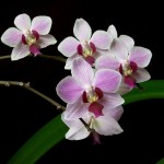 Как пересадить орхидею пошагово. Можно ли пересаживать цветущую орхидею?