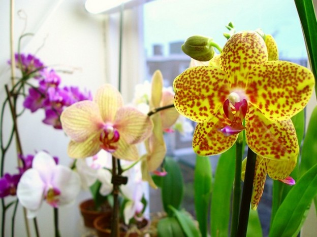 Как пересадить орхидею в домашних условиях в другой горшок с выросшими корнями пошагово с фото