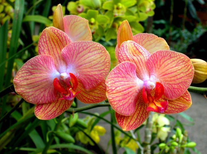 Phalaenopsis1