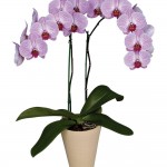 Орхидея фаленопсис: уход в домашних условиях. Чем подкармливать