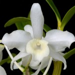 Орхидея дендробиум нобиле: уход в домашних условиях. Фото