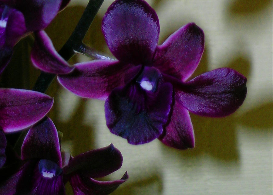 dendrobium-nobile-orchid-james-temple