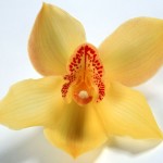 Гниют корни и желтеют листья орхидеи. Как спасти. Поэтапная инструкция