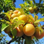 plums on tree one