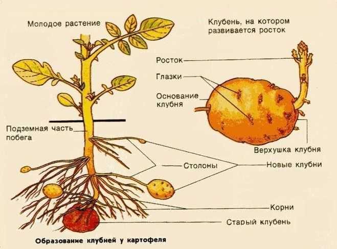 Что объединяет и в чем отличие биологических объектов изображенных на рисунке картофель и побег