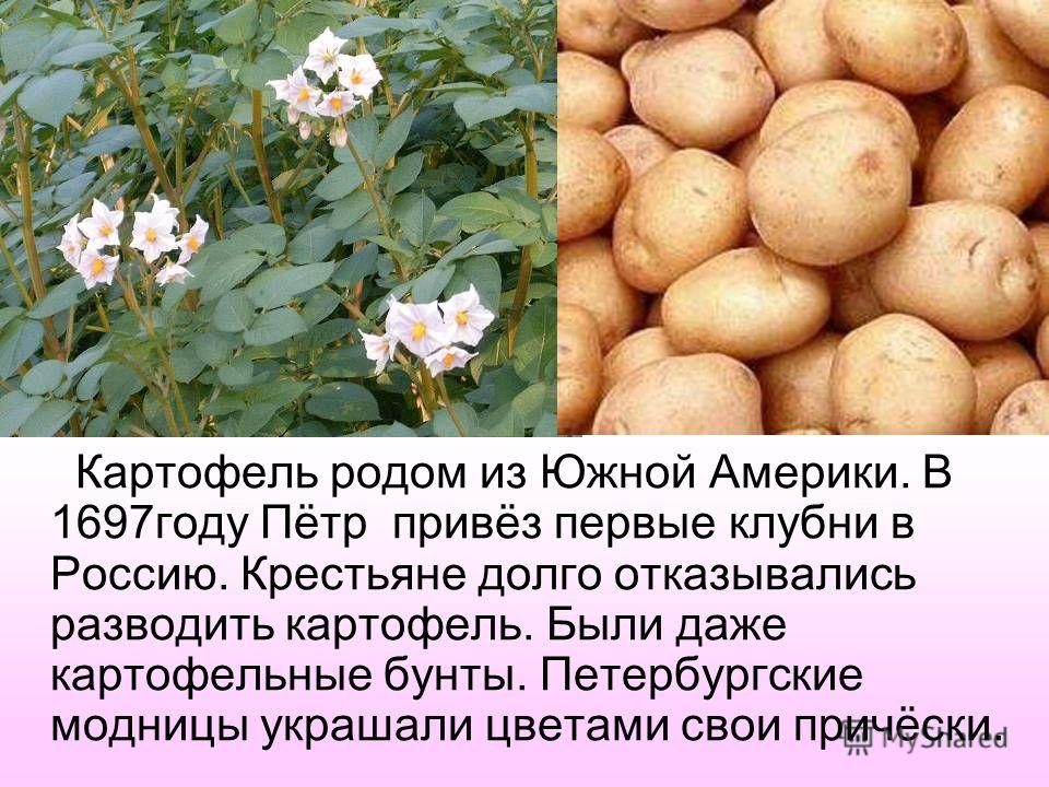 Причины отсутствия цветения картофеля