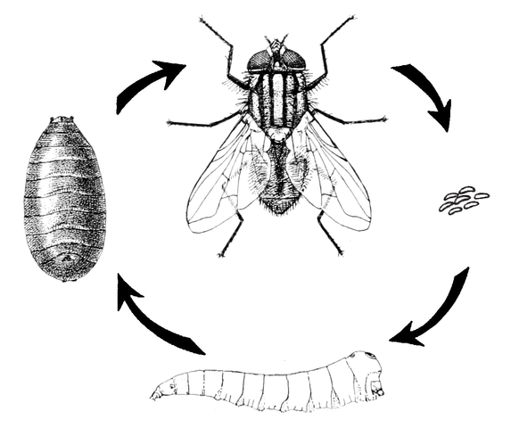 musca_domestica-life_cycle-6111139