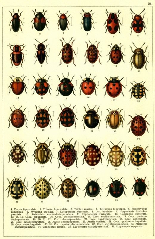 coccinellidae-520x798-2680934