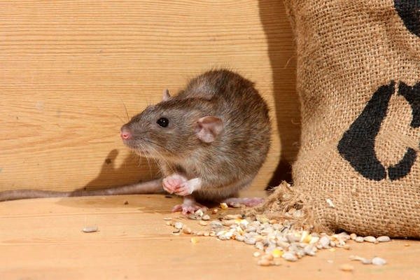 4 способа борьбы с крысами на даче: