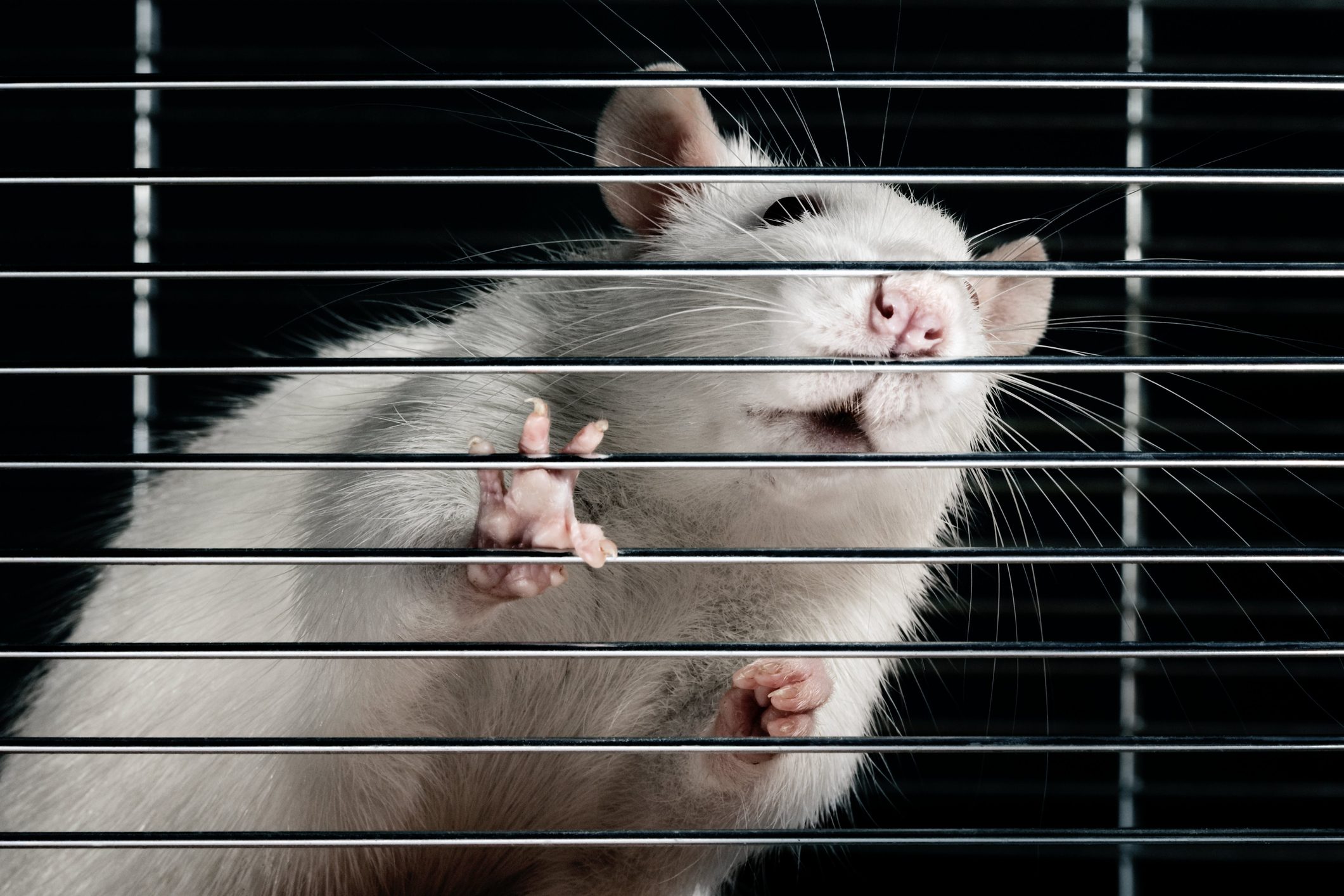 Сколько живет крыса: домашняя и дикая