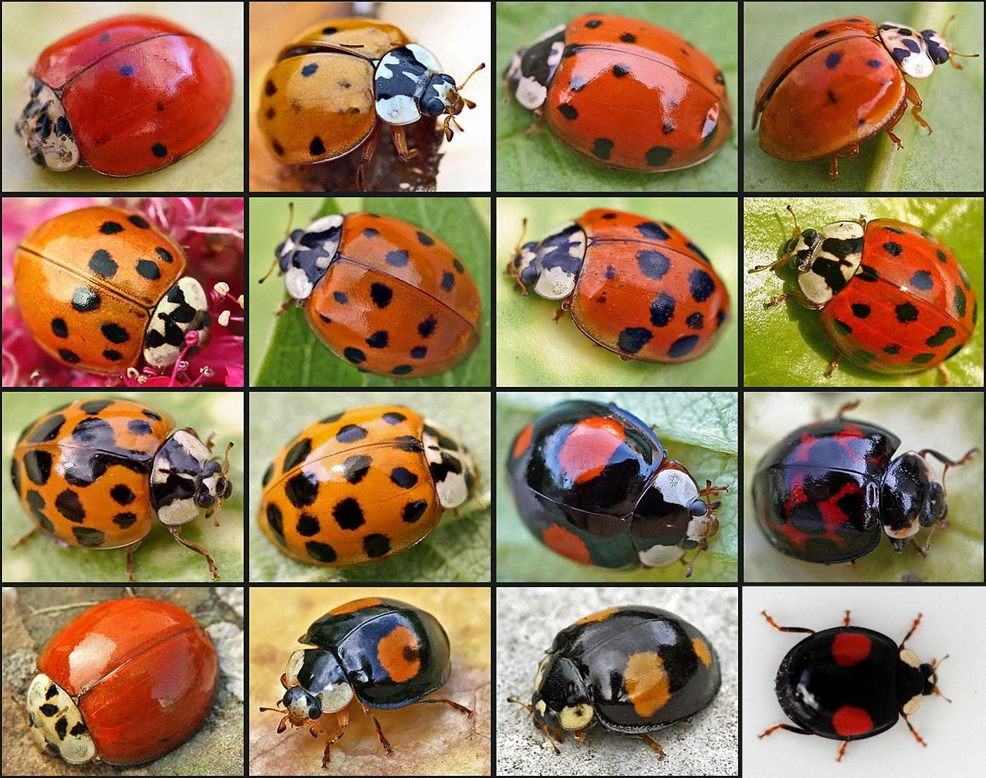 harmonia_axyridis01-2353387