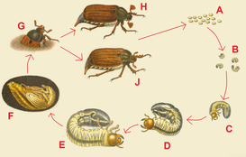 273px-reitter-1908_table75_life_cycle-3505208