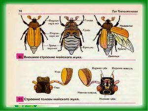 stroenie_tela_mayskogo_zhuka-1212331