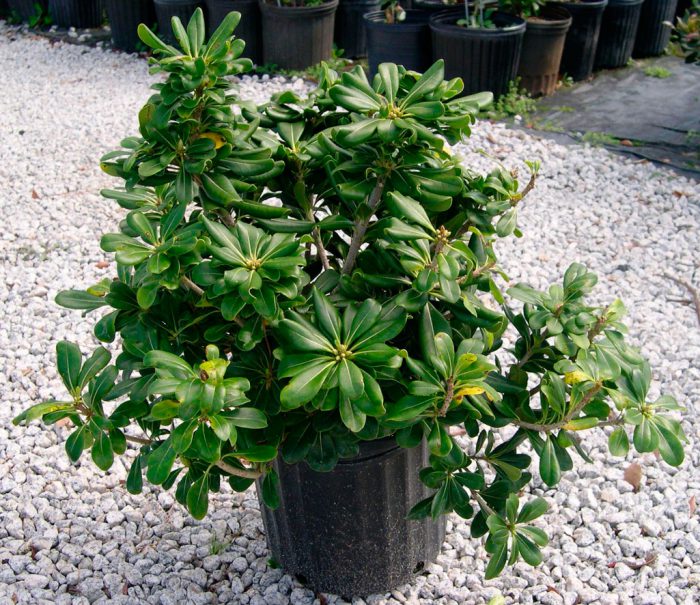 Питтоспорум, или смолосемянник, является тропическим растением