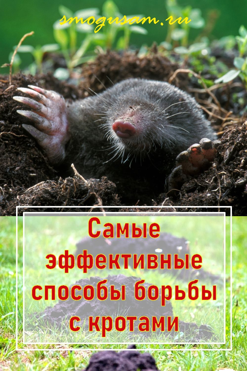 close-up-of-european-mole-talpa-europaea-emerging-from-molehill-and-showing-large-spade-like-forepaws-with-huge-claws