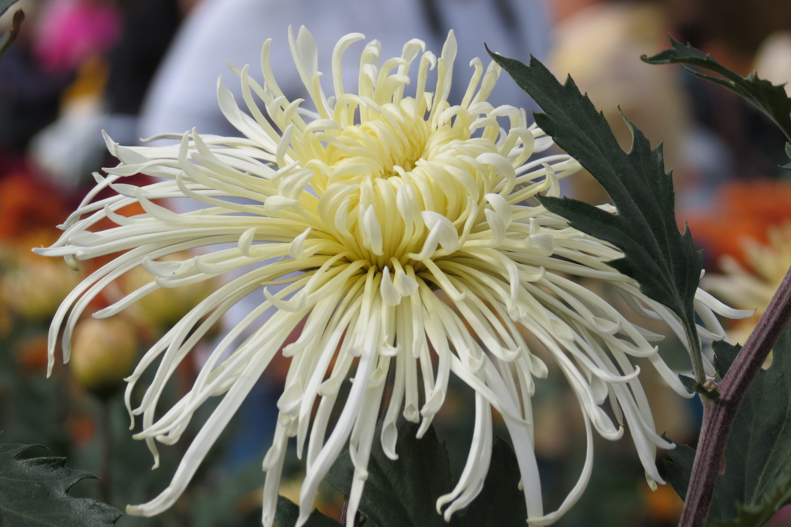 Причины, почему хризантема не цветет