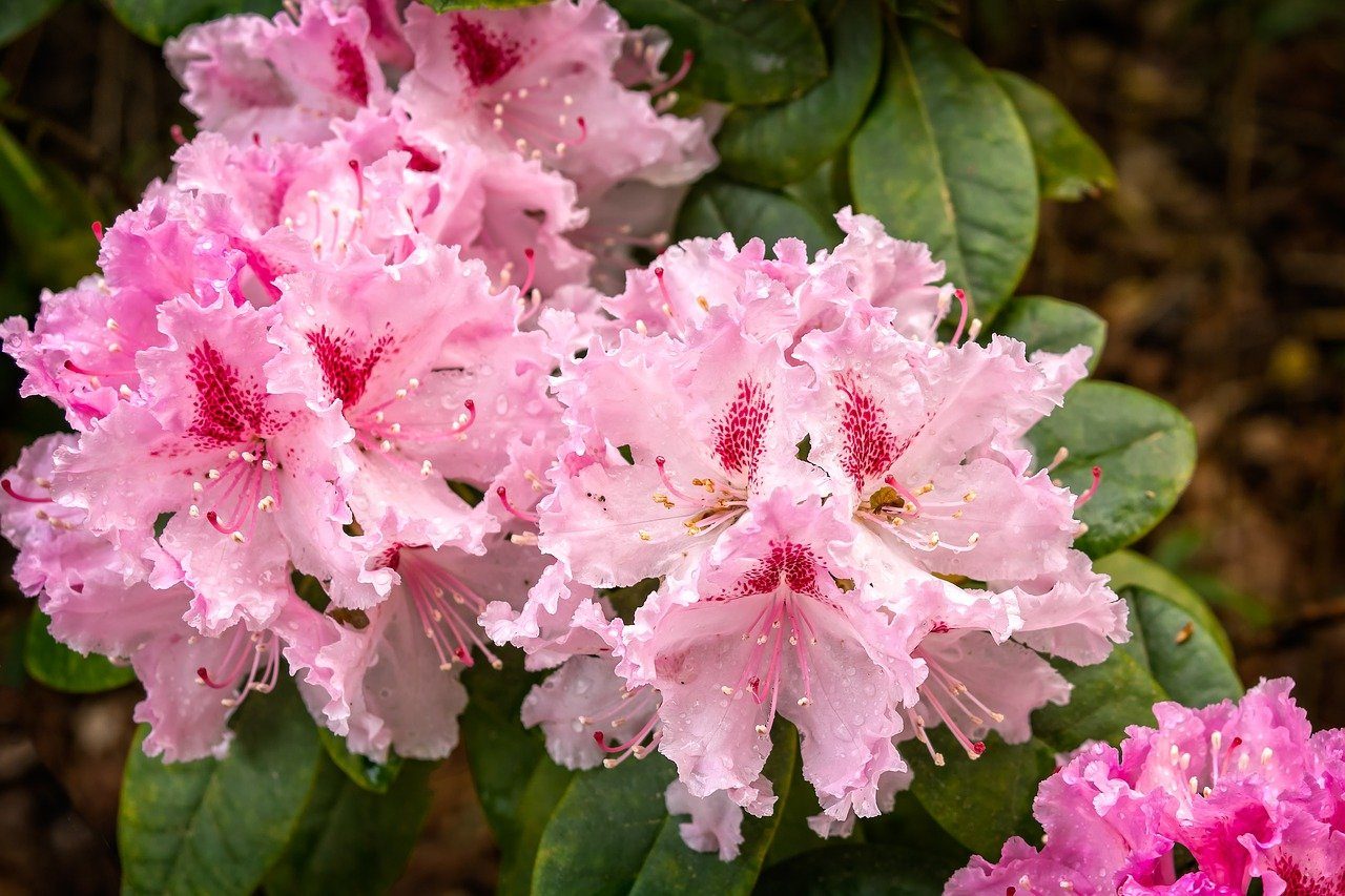 1650627935_48-vsegda-pomnim-com-p-tsvetenie-rododendrona-foto-62-4397799