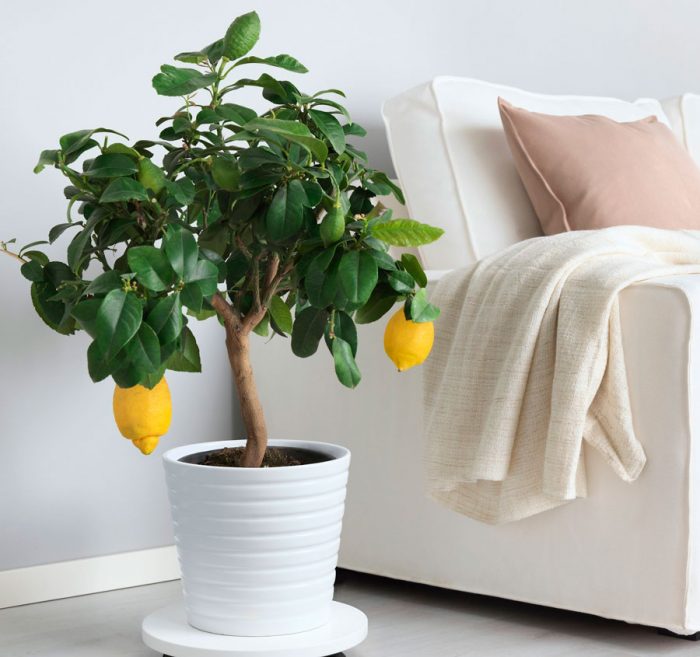 Как правильно ухаживать за комнатным лимоном дома: советы и рекомендации