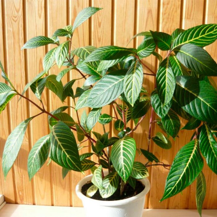 Санхеция, или двенадцатиперстная кишка, является тропическим растением, поэтому она предпочитает стабильно теплый климат