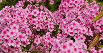 free-image-jpeg-resolution-5456x3632-file-size-4-15mb-pink-phlox-flowers-in-a-garden