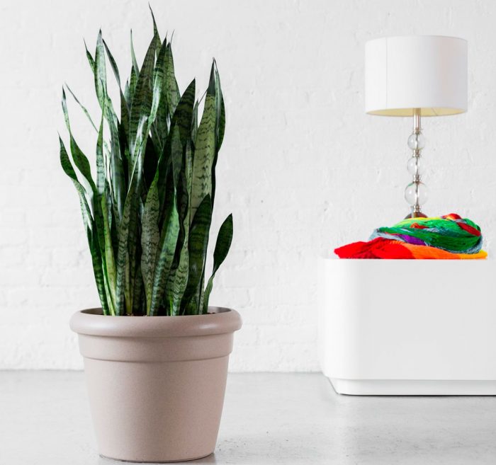 Sansevieria: cuidados en casa