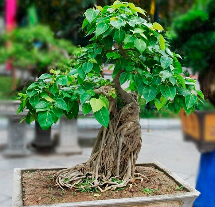 Как в комнатных условиях вырастить маленькое дерево бонсай