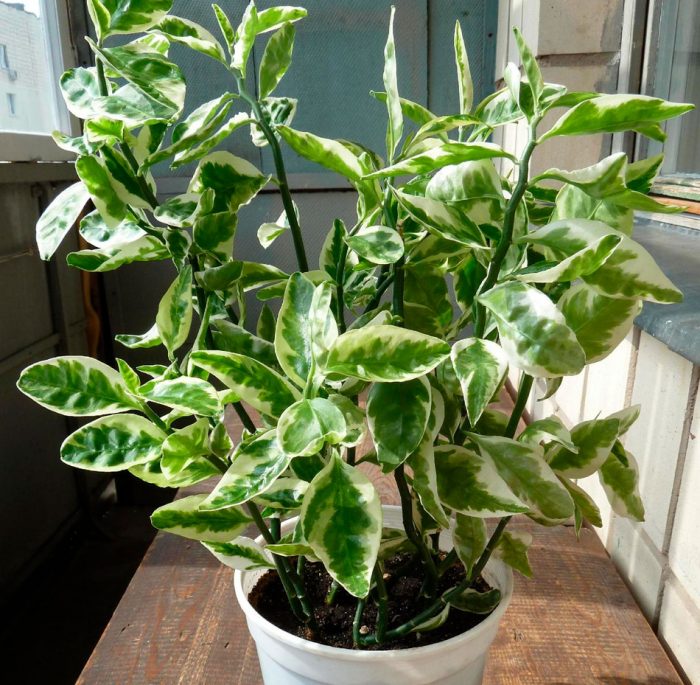 Педилантус - это растение, которое часто встречается в домашних условиях благодаря своей простоте в уходе и неприхотливости