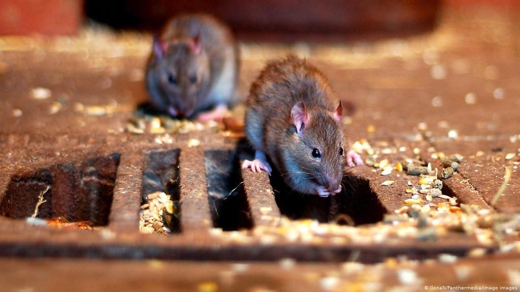 Крыса в унитазе: разрушительное явление или миф