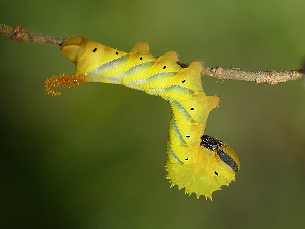 600px-acherontia_atropos_11_28harald_sc3bcpfle29-4611556