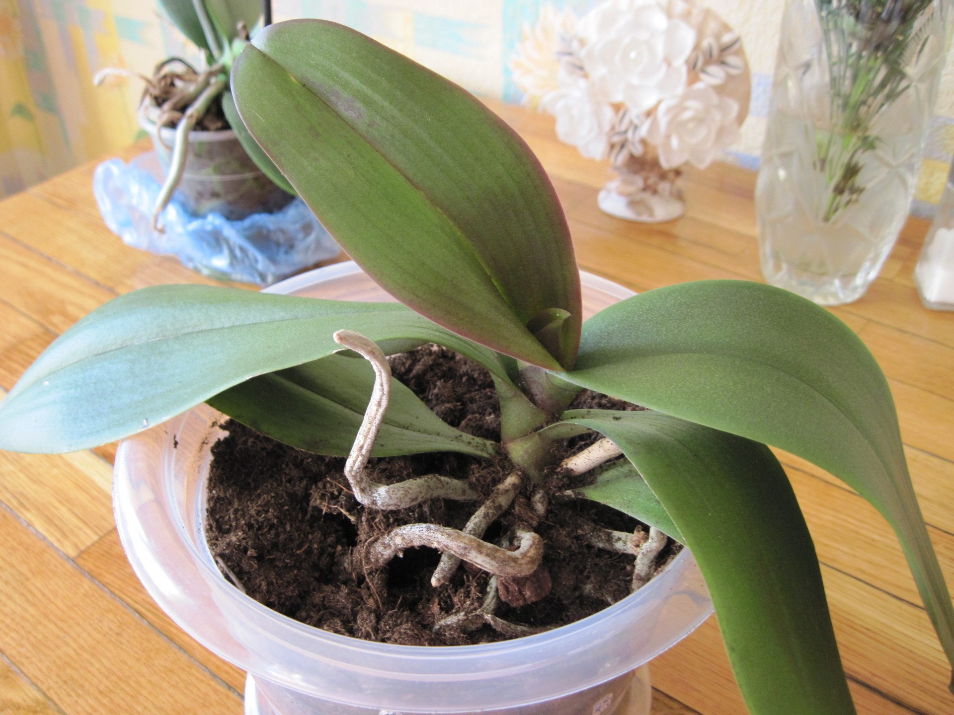 орхидея не цветет в домашних условиях