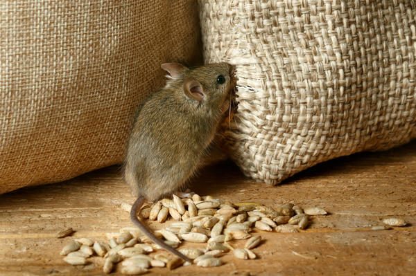closeup-the-vole-mouse-nibbles-the-sack-of-grain-in-the-storehouse