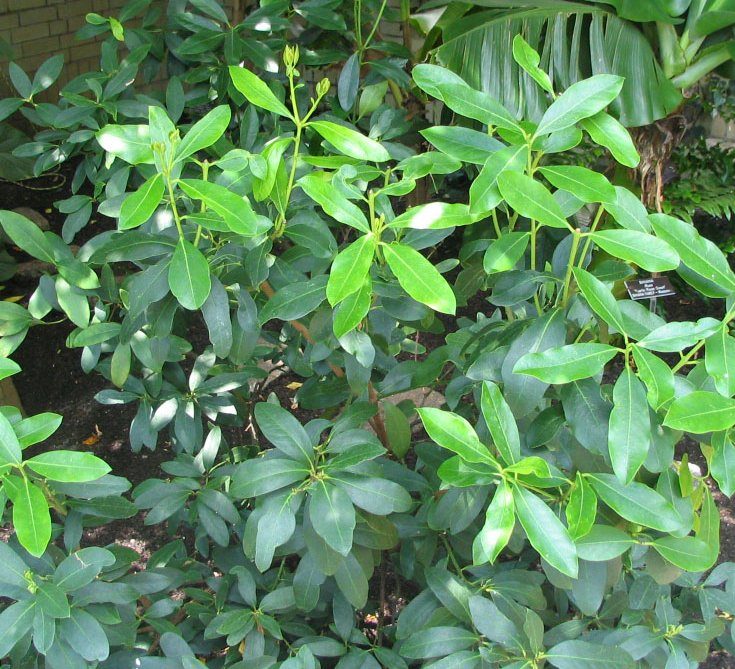 acokanthera_oblongifolia_-_poison_arrow_plant_-_from-dc1-2936088