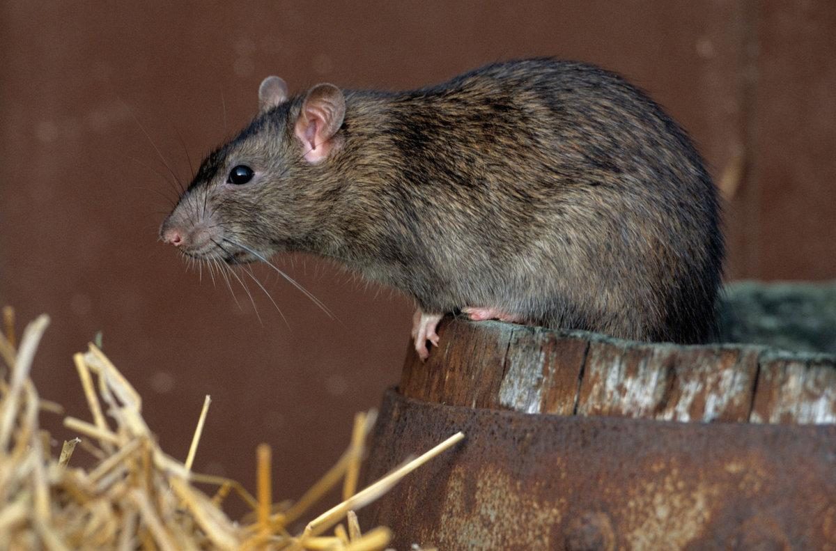 5 способов, как избавиться от крыс в сарае