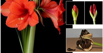 hippeastrum2buprawa-9727036