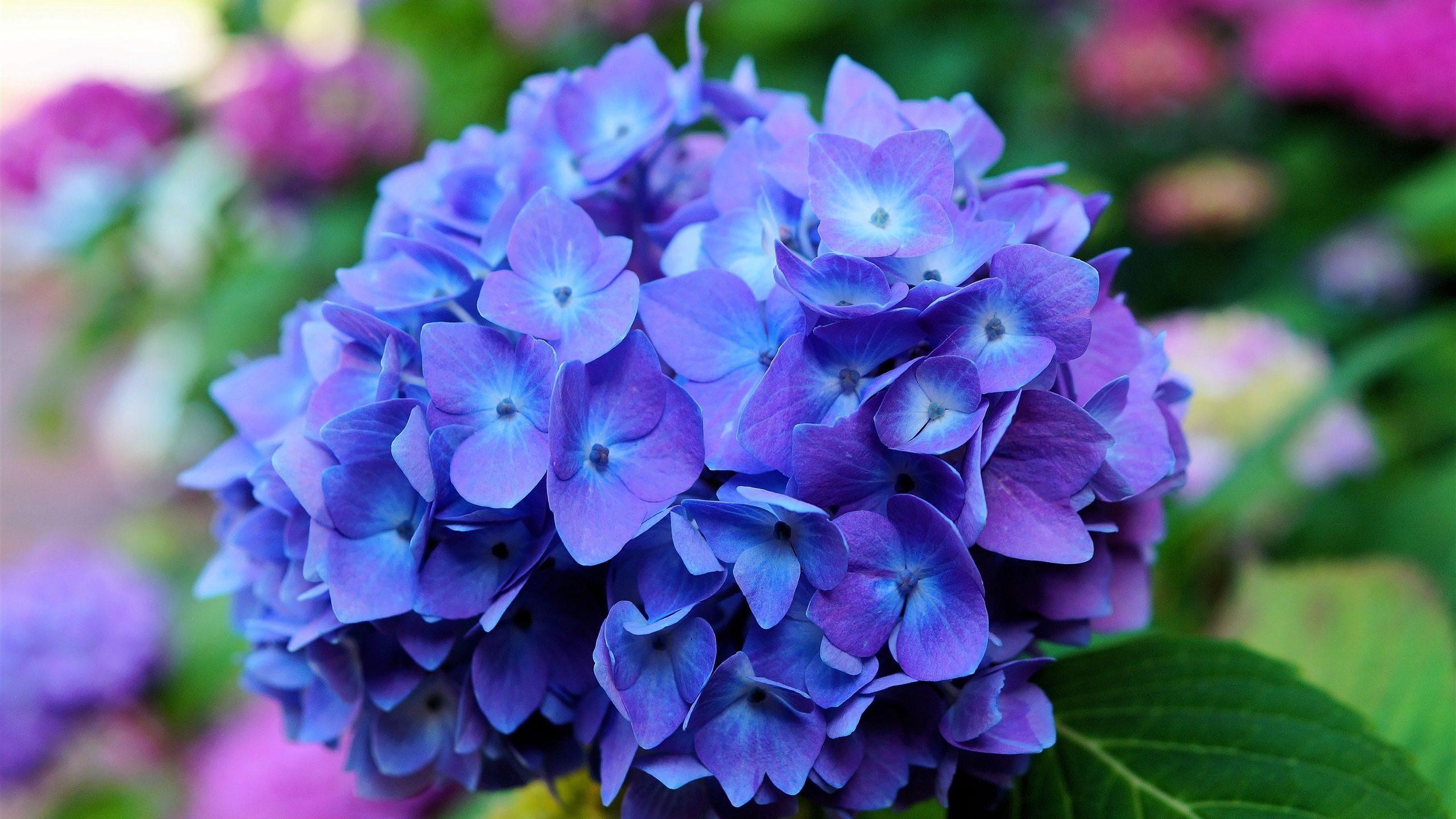hydrangea-flowers-blue-macro_2560x1440-7680362