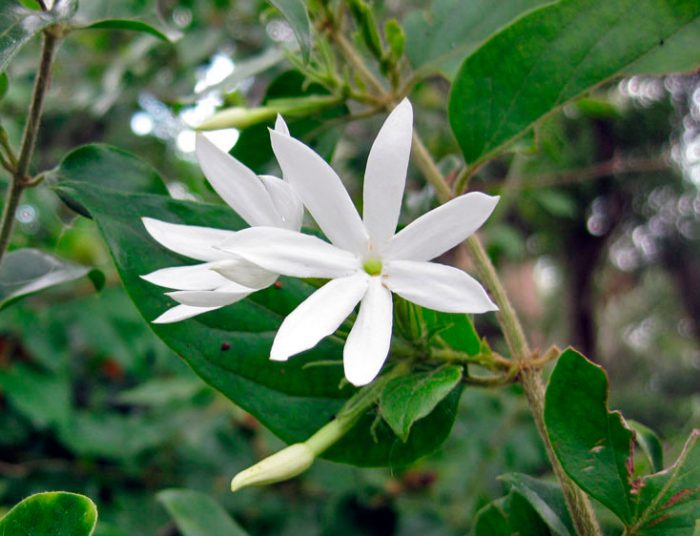 Жасмин тончайший (Jasminum gracillimum)