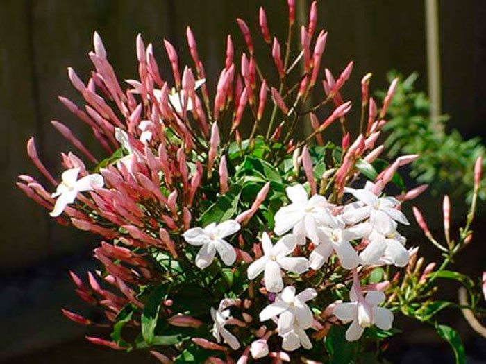 Жасмин многоцветковый (Jasminum polyanthum)