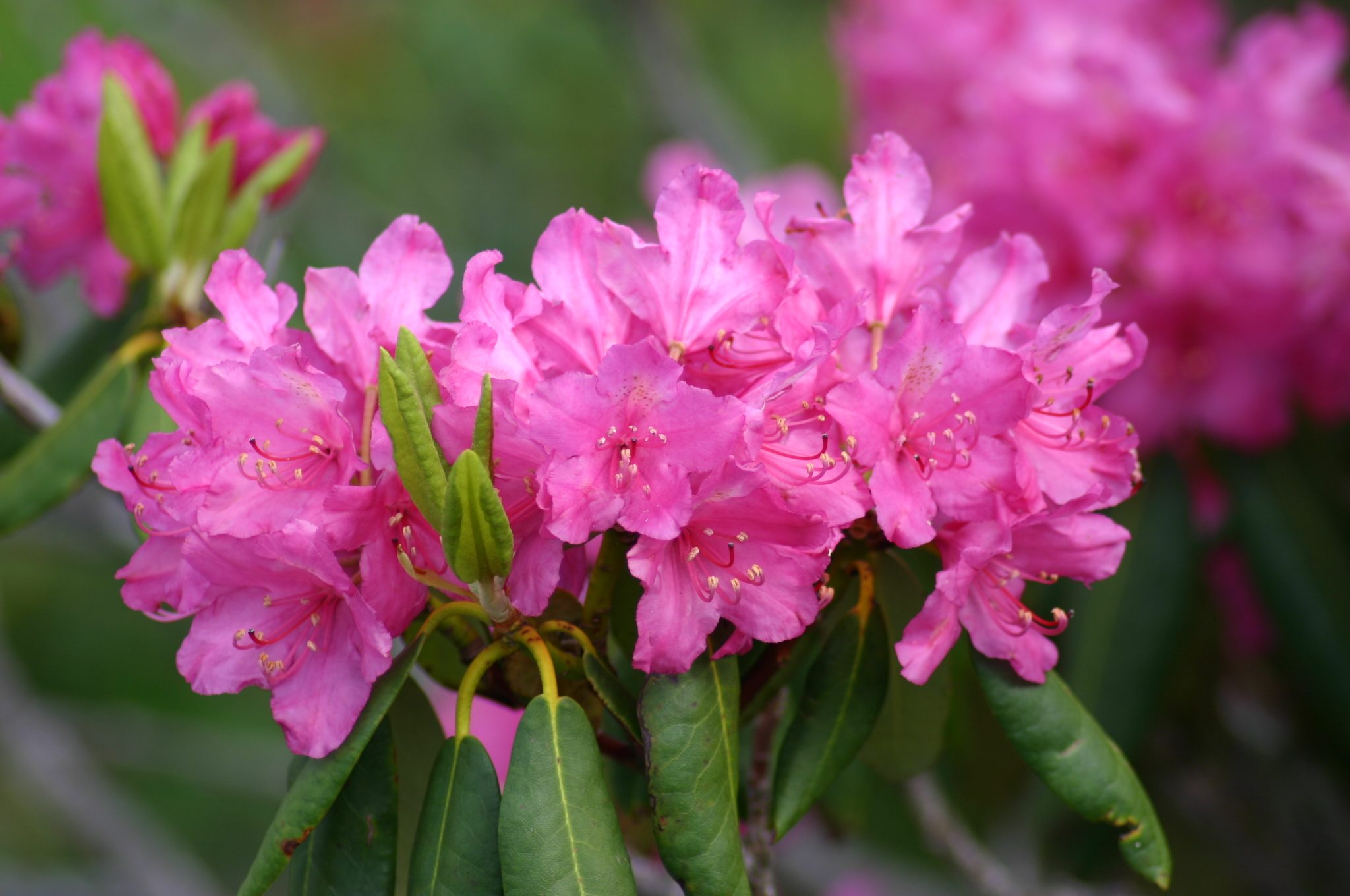 rhododendron_ponticum_28229-8953755