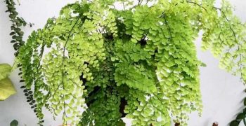 Adiantum corona de pelo: cuidados en casa