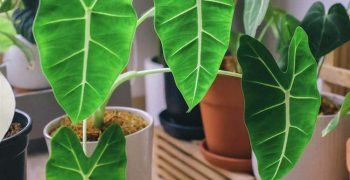 Alocasia polli - normas de cuidado en casa