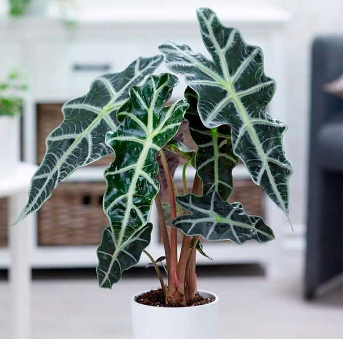 Trasplantar Alocasia polli