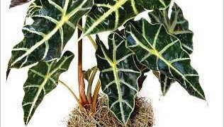 Alocasia: normas de cuidado en casa